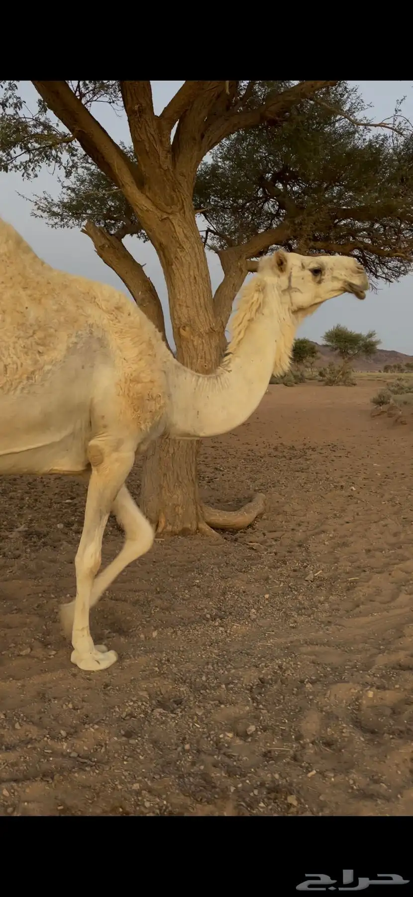 لقحه للبيع 14