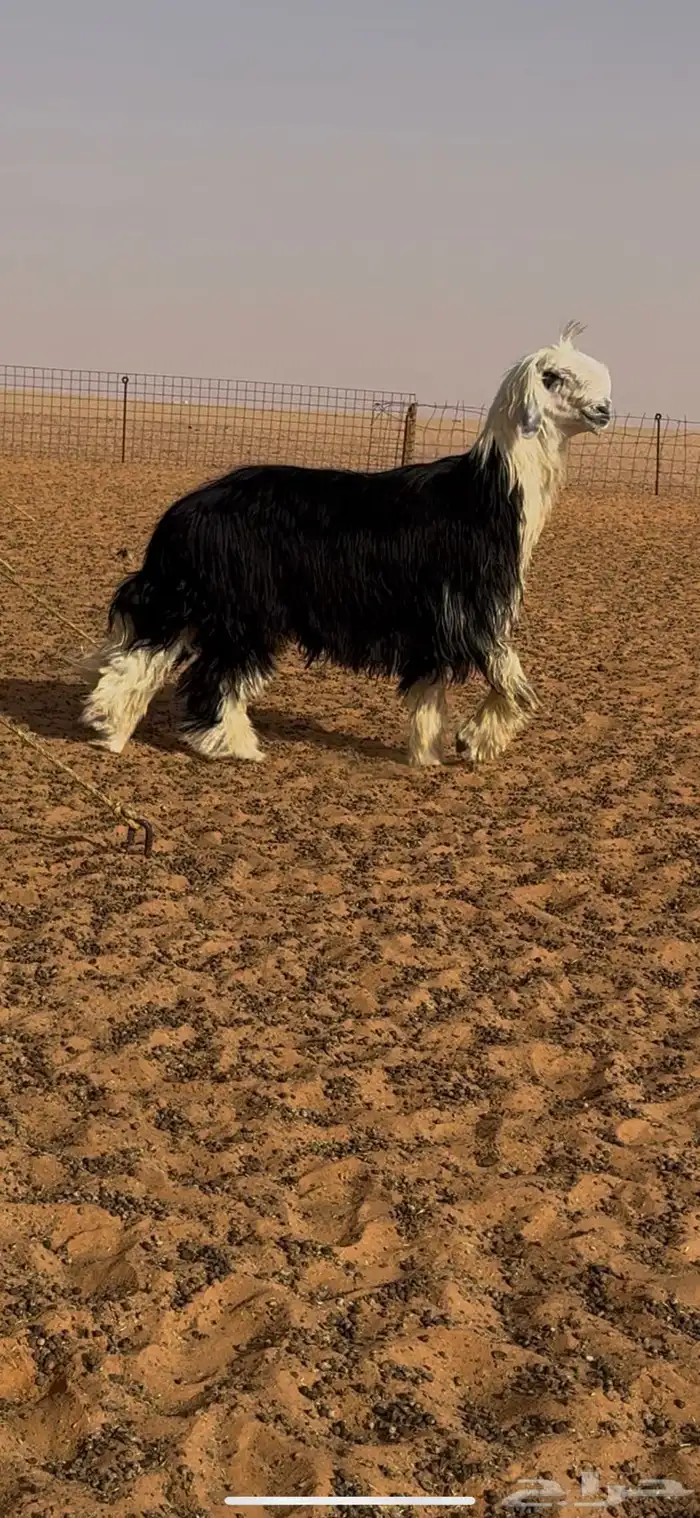 فحل نجدي خصم 0