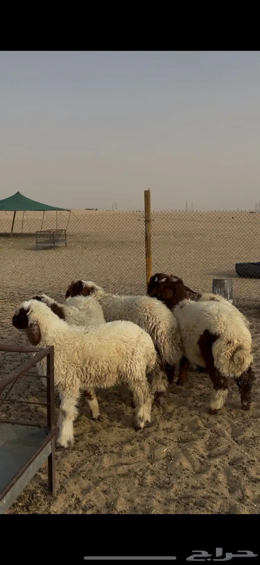 خرفان نعيم 2