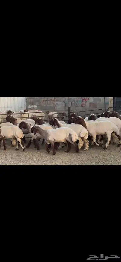 جذعات نعيم فاخره 6
