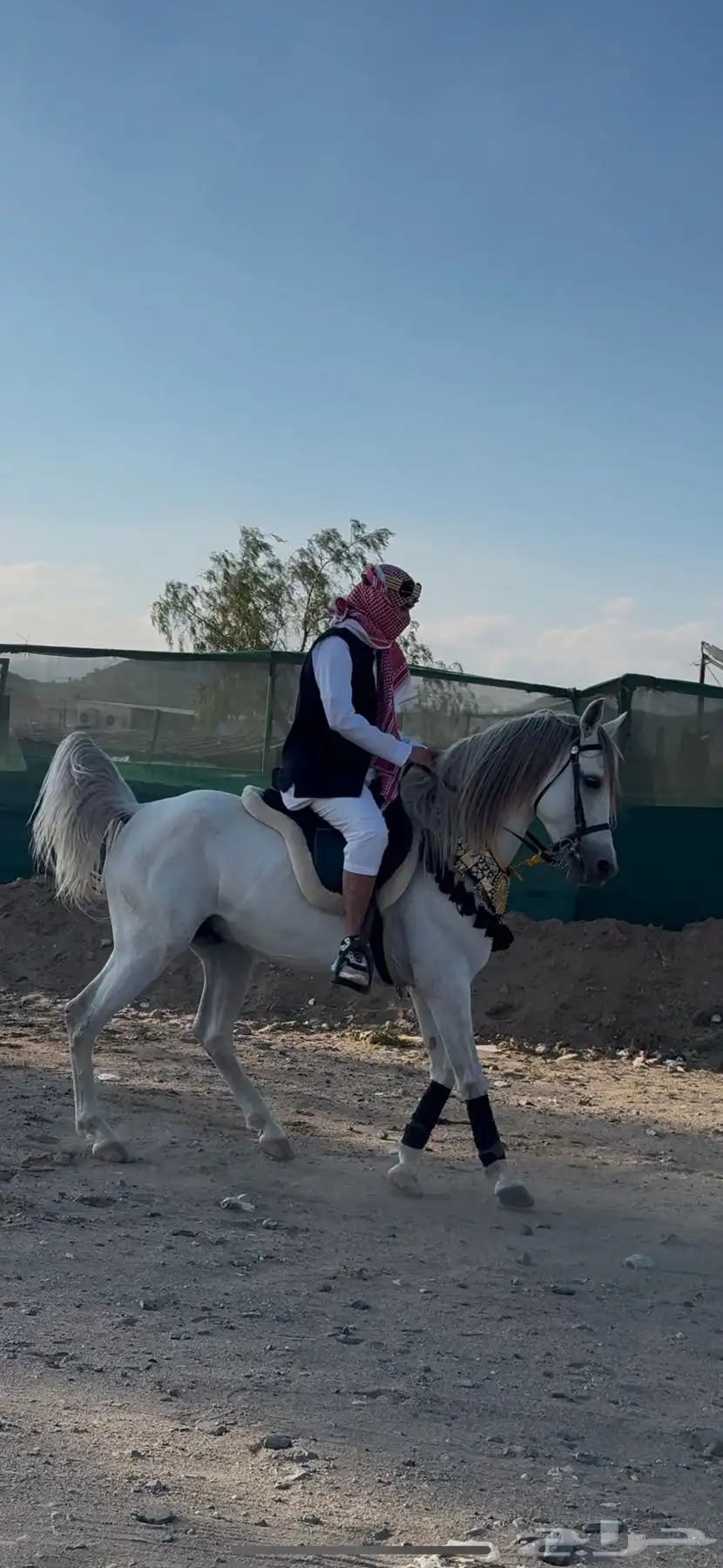 حصان حفيد مروان الشقب 7