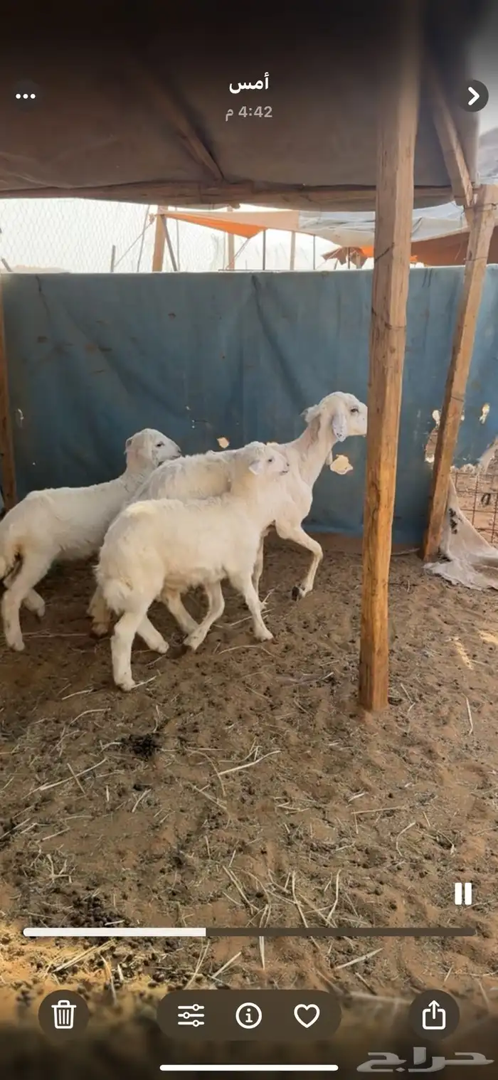 للبيع شاه تامه شبب تحتها 2 0