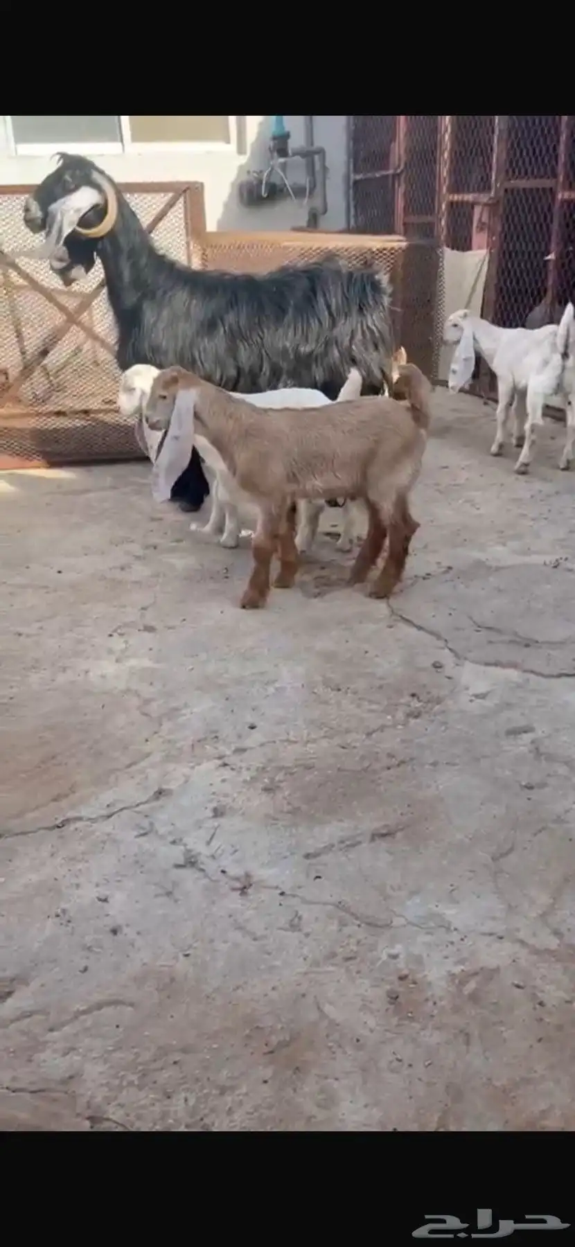 معزاء موالليد 0