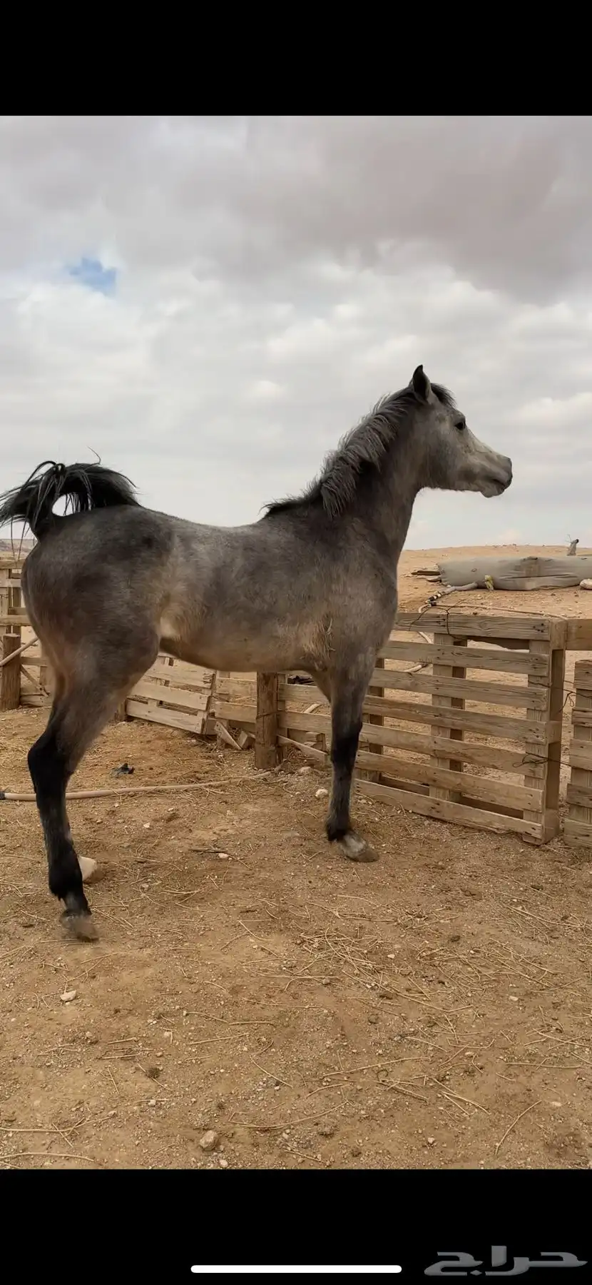 مهر شعبي شيخ 2