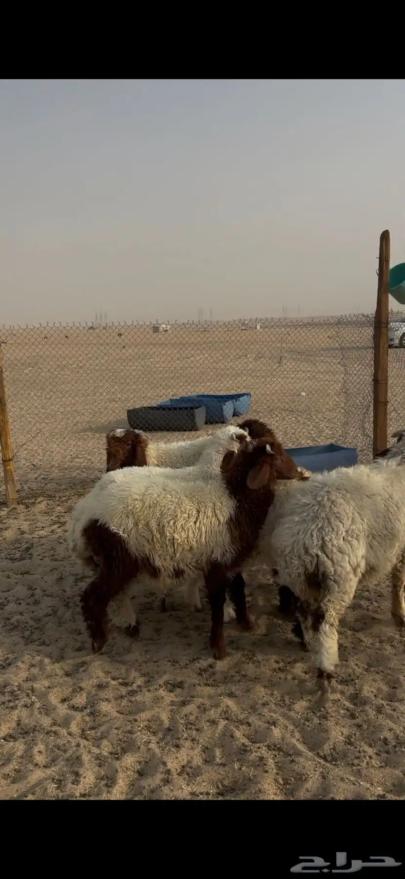 خرفان نعيم 1