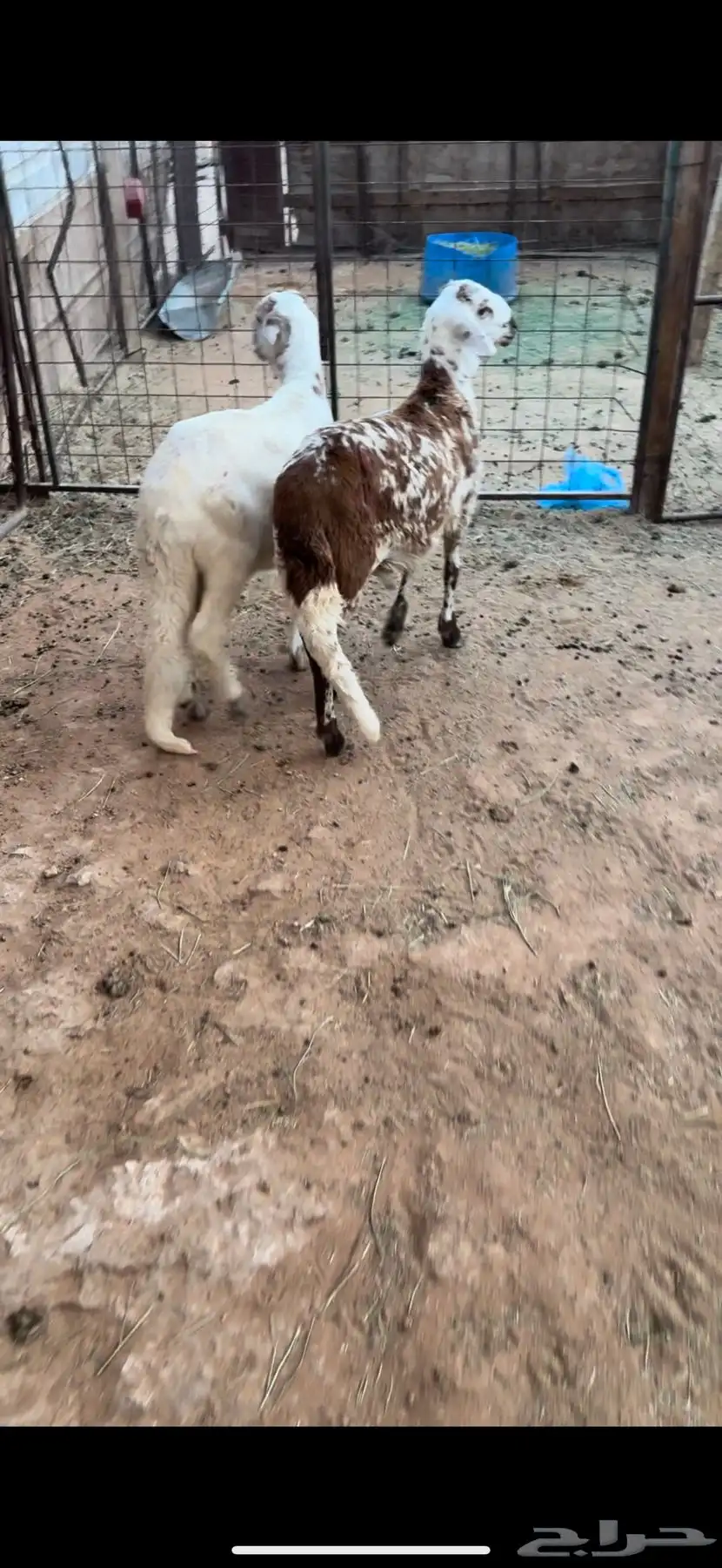 البيع سوكلي جذعان العدد 2 ظهورها حد الغلاق وسليمه من المرض 2