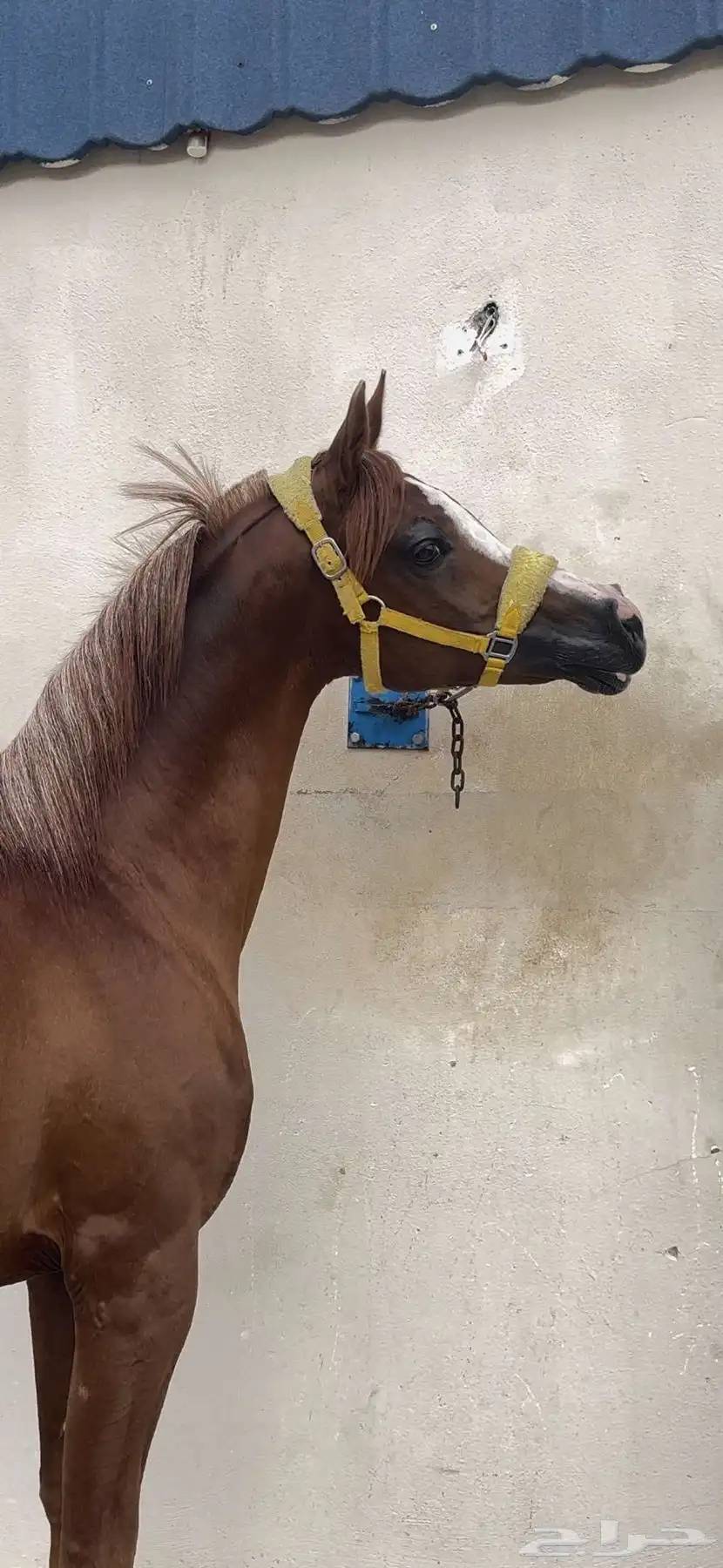 خيل للبيع عربي اوراق 1