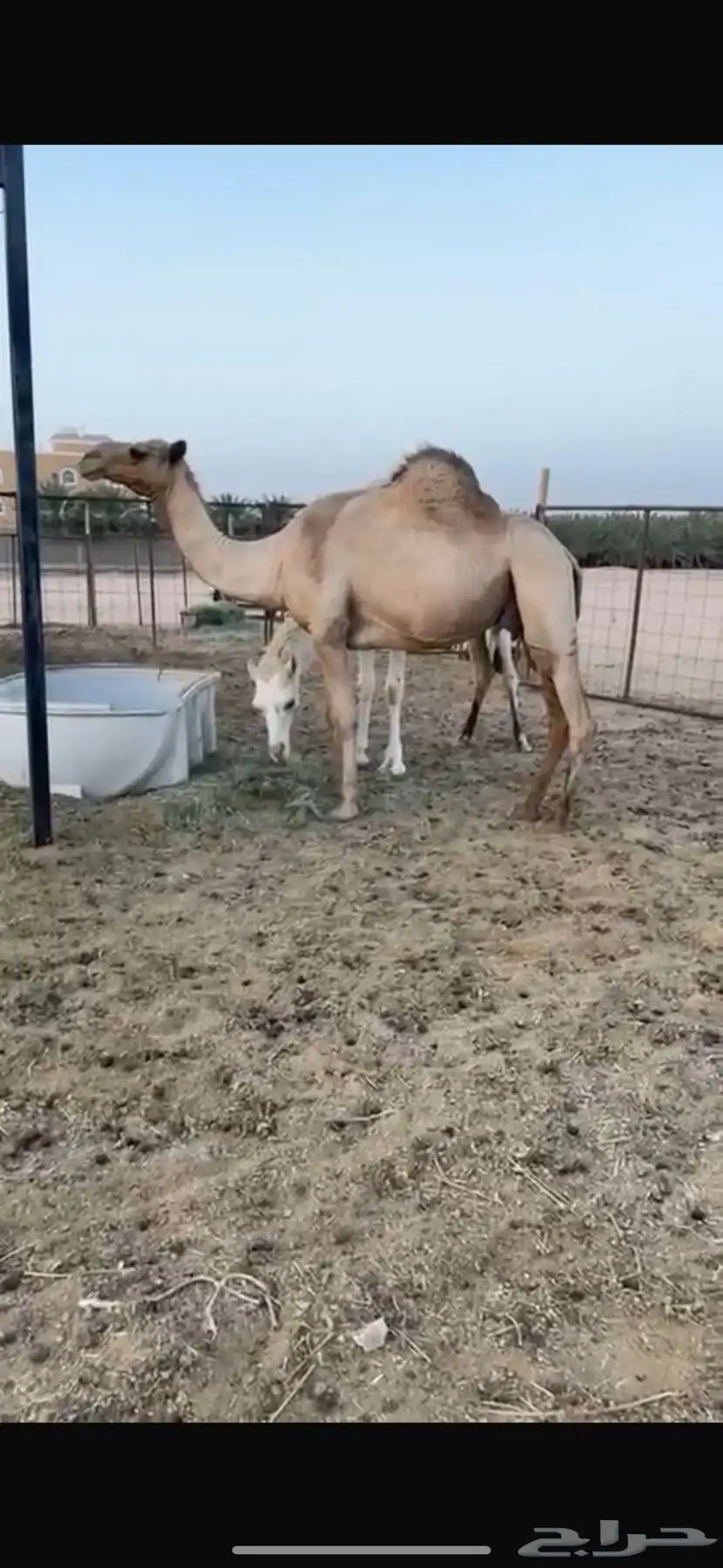 ناقه حمرا مبيوع حاشيها 1