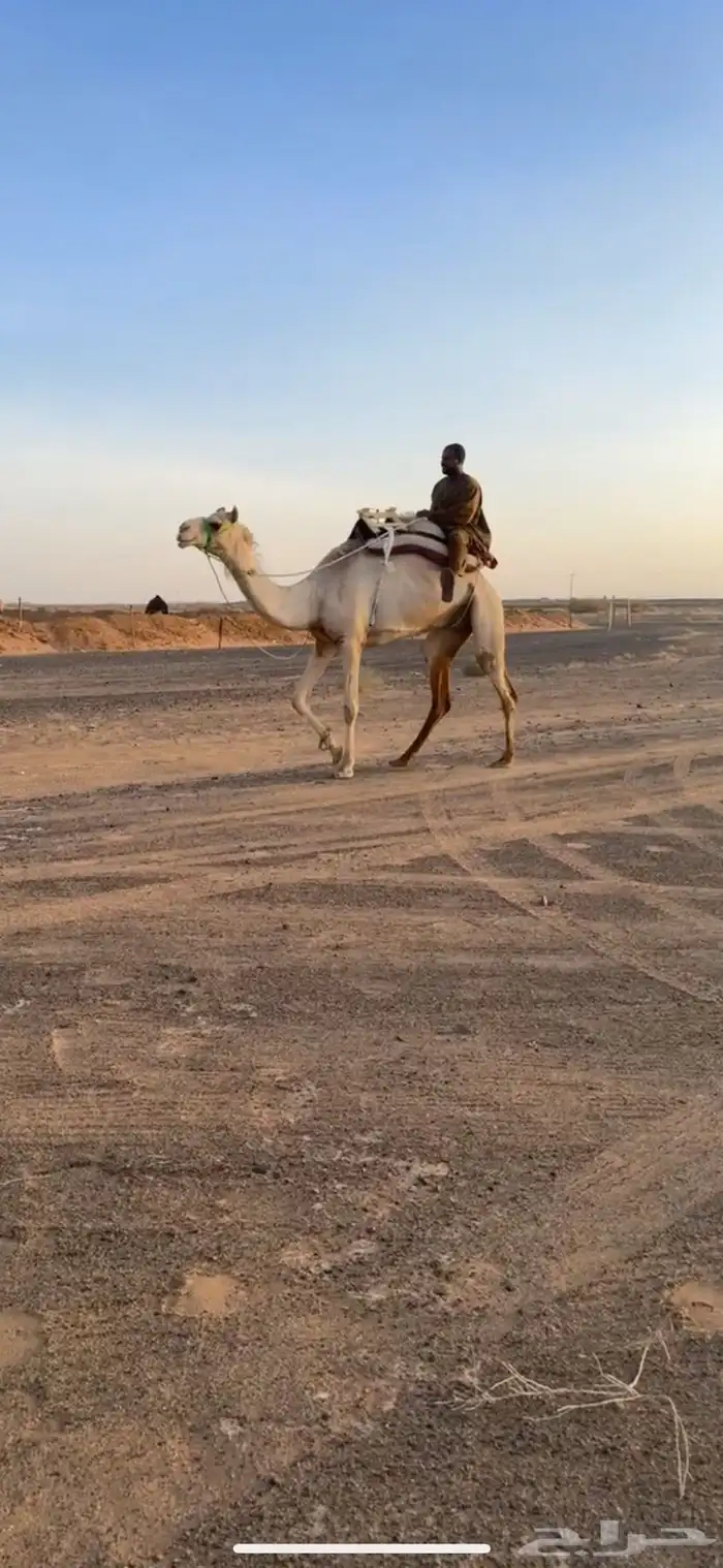 للبيع 0