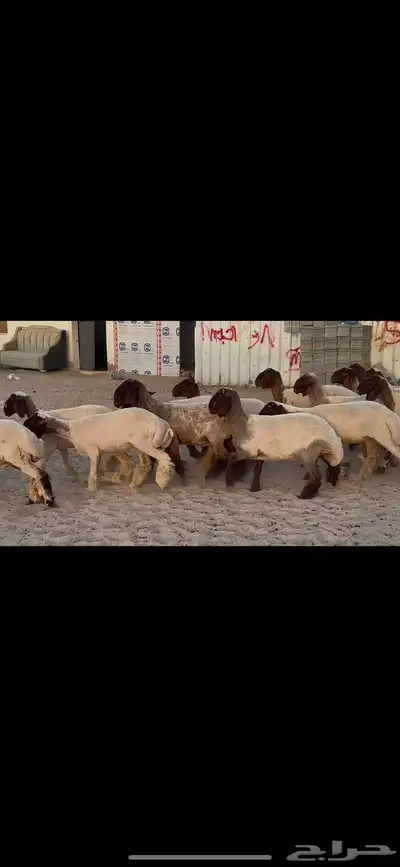 جذعات نعيم فاخره 3