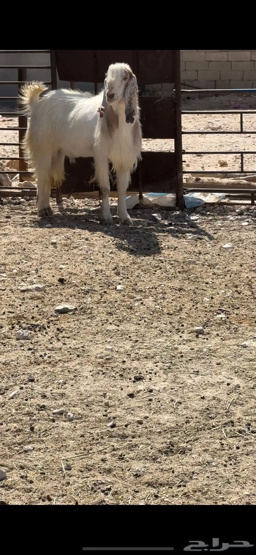 تيس للبيع 1