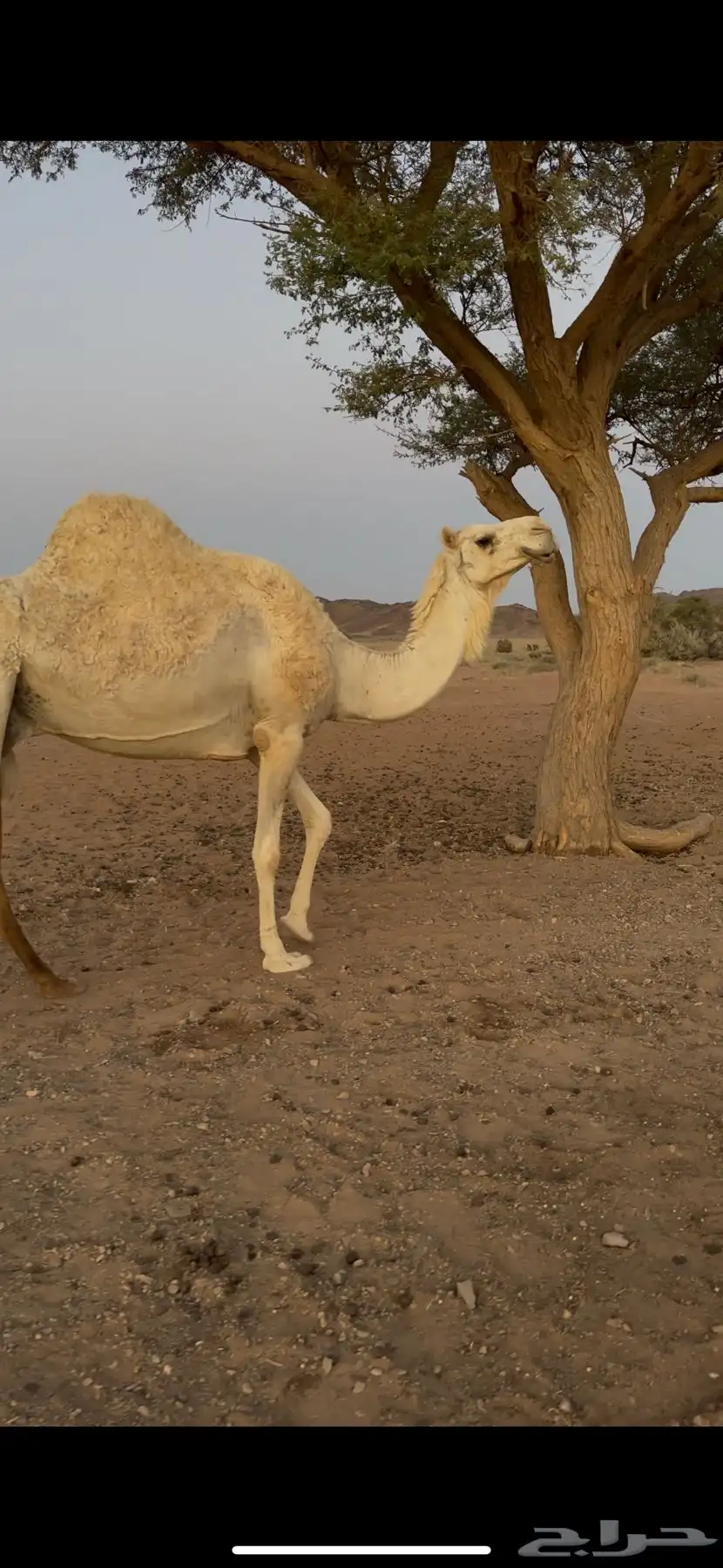 لقحه للبيع 7