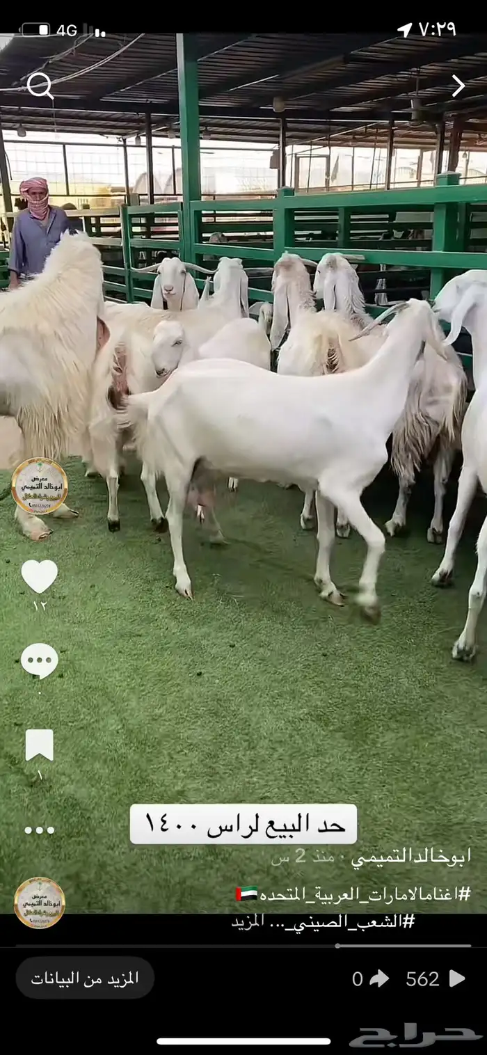 معزا مشاريك 11 بفحلها 0