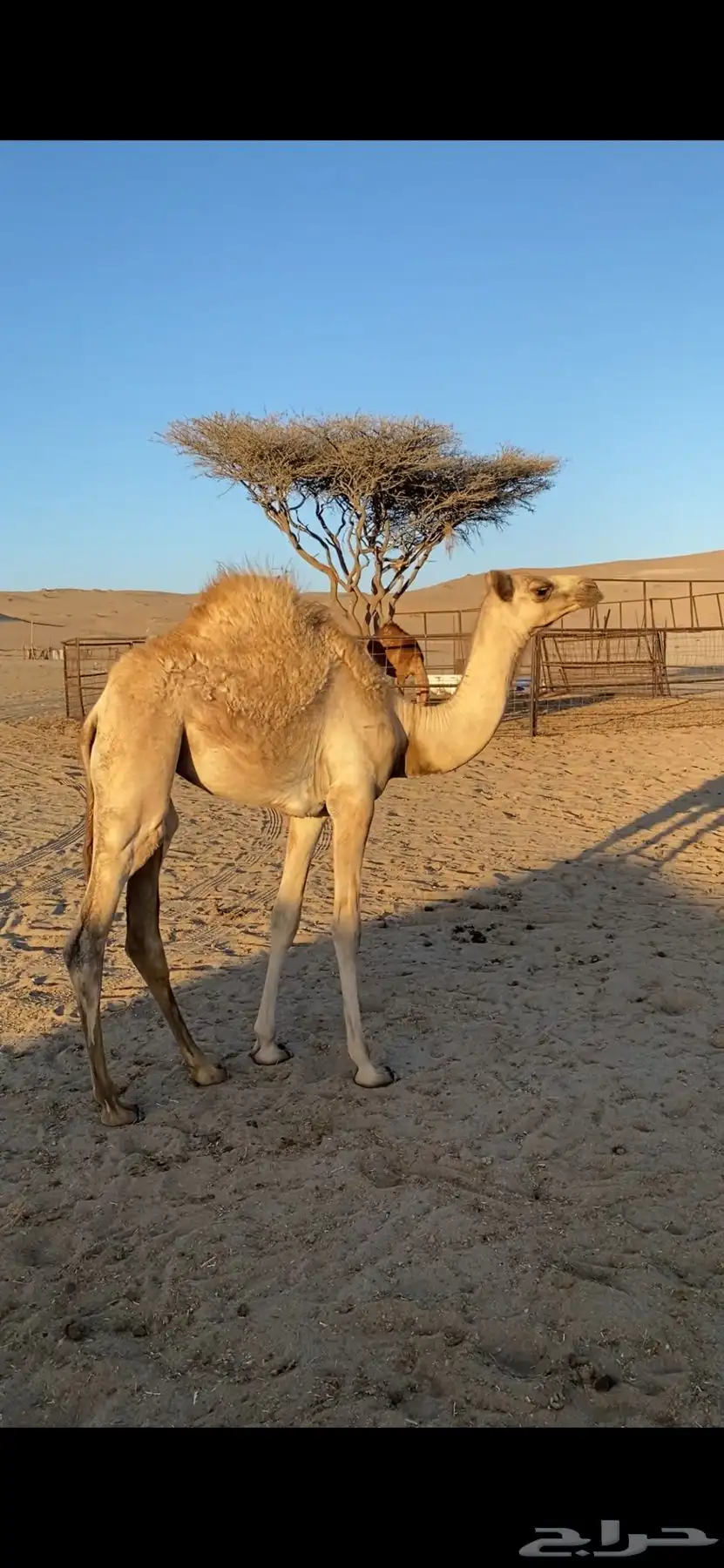 بكره جهل للبيع 2