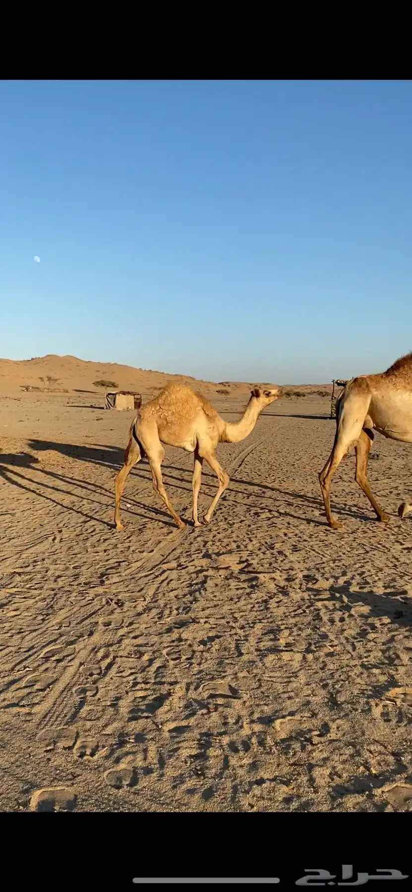 بكره جهل للبيع 3