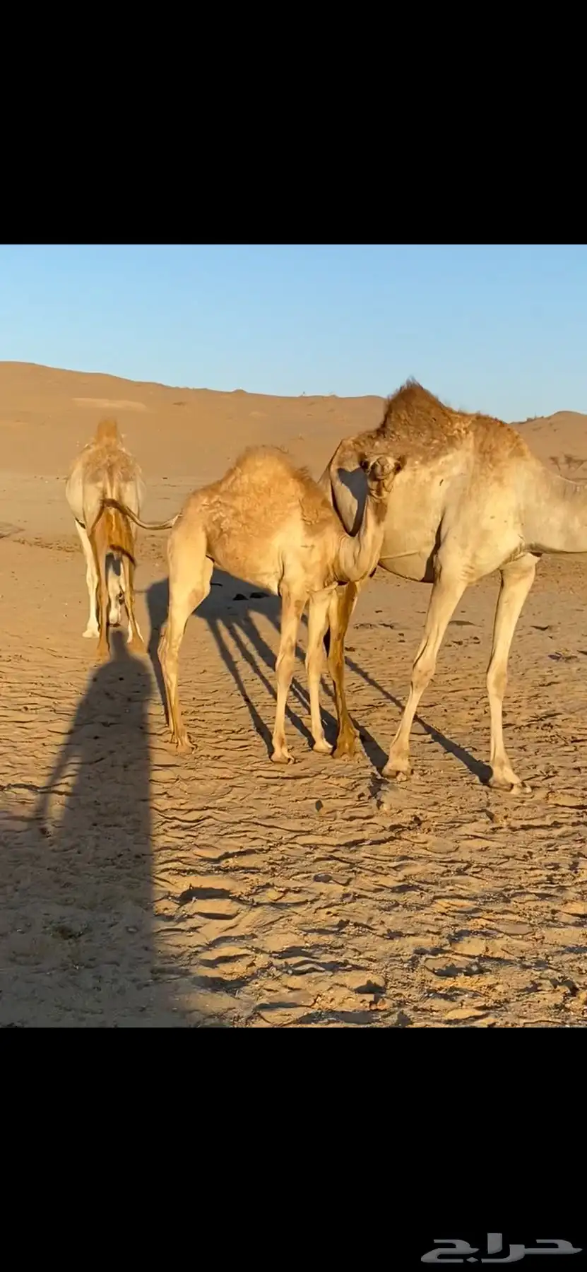 بكره جهل للبيع 0