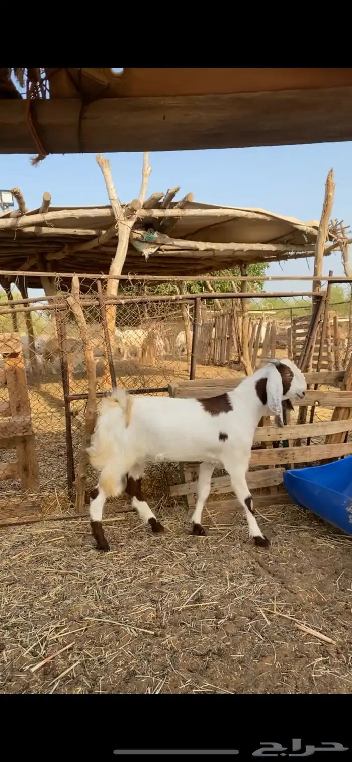جفره جذعه جرم وجه ومد 0