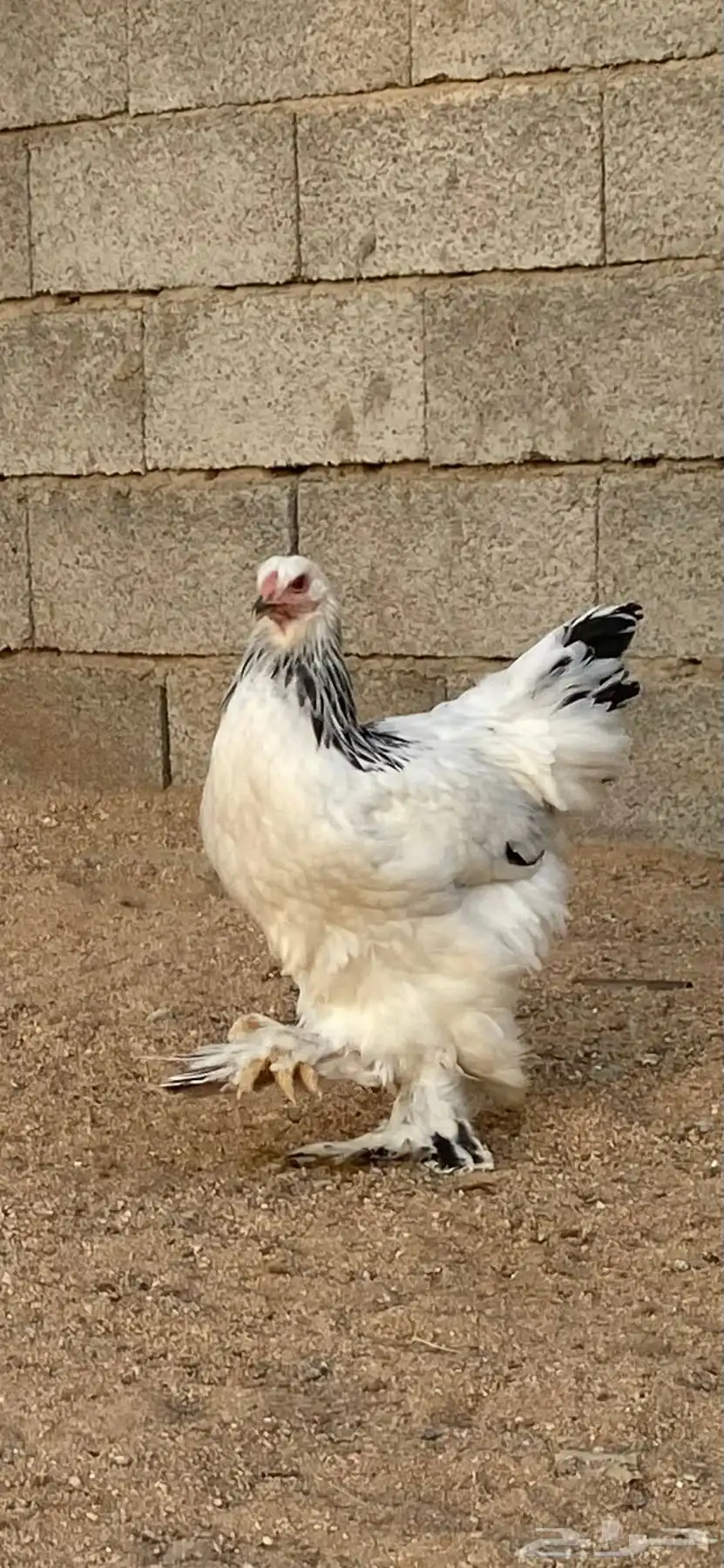 دجاج براهما كولمبي 6
