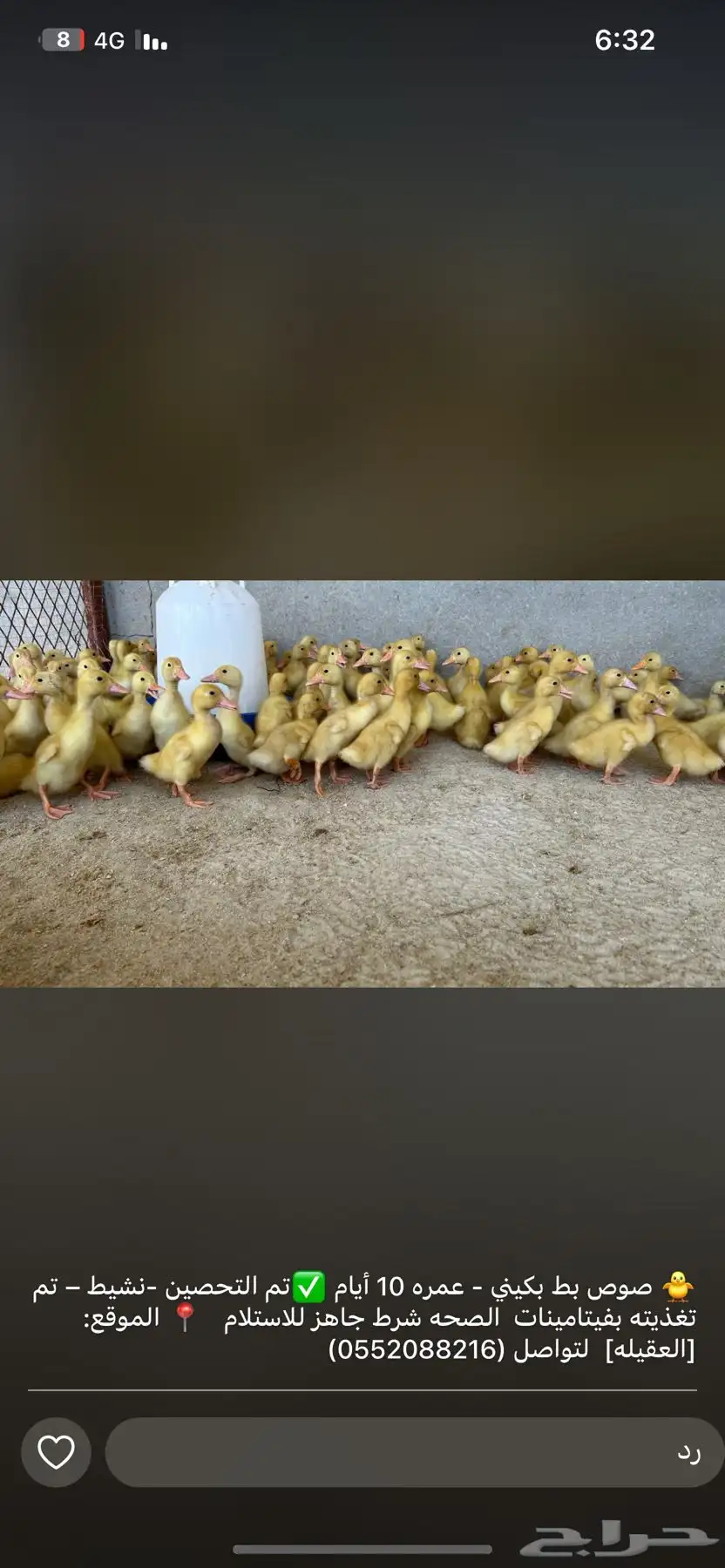 صيصان بط بكيني 0