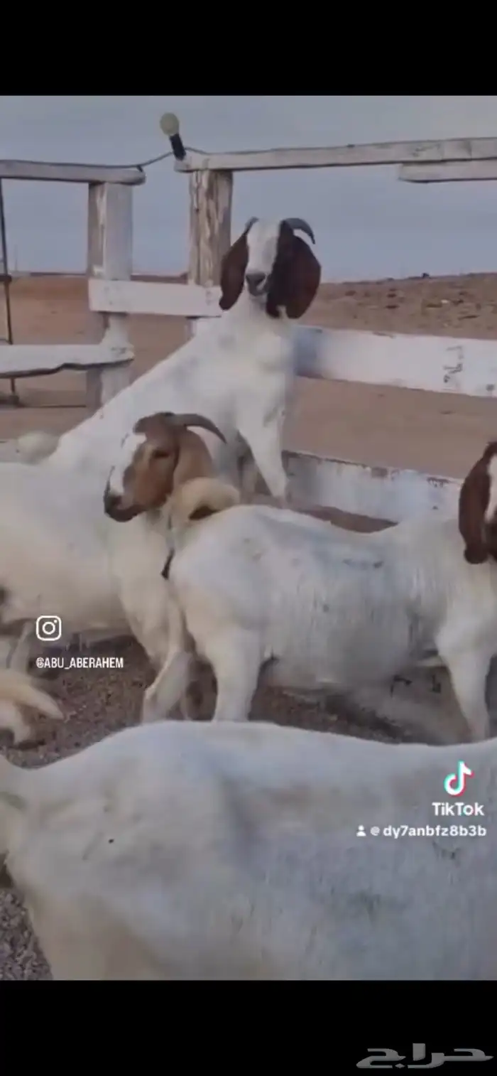 ماعزبورقت 0