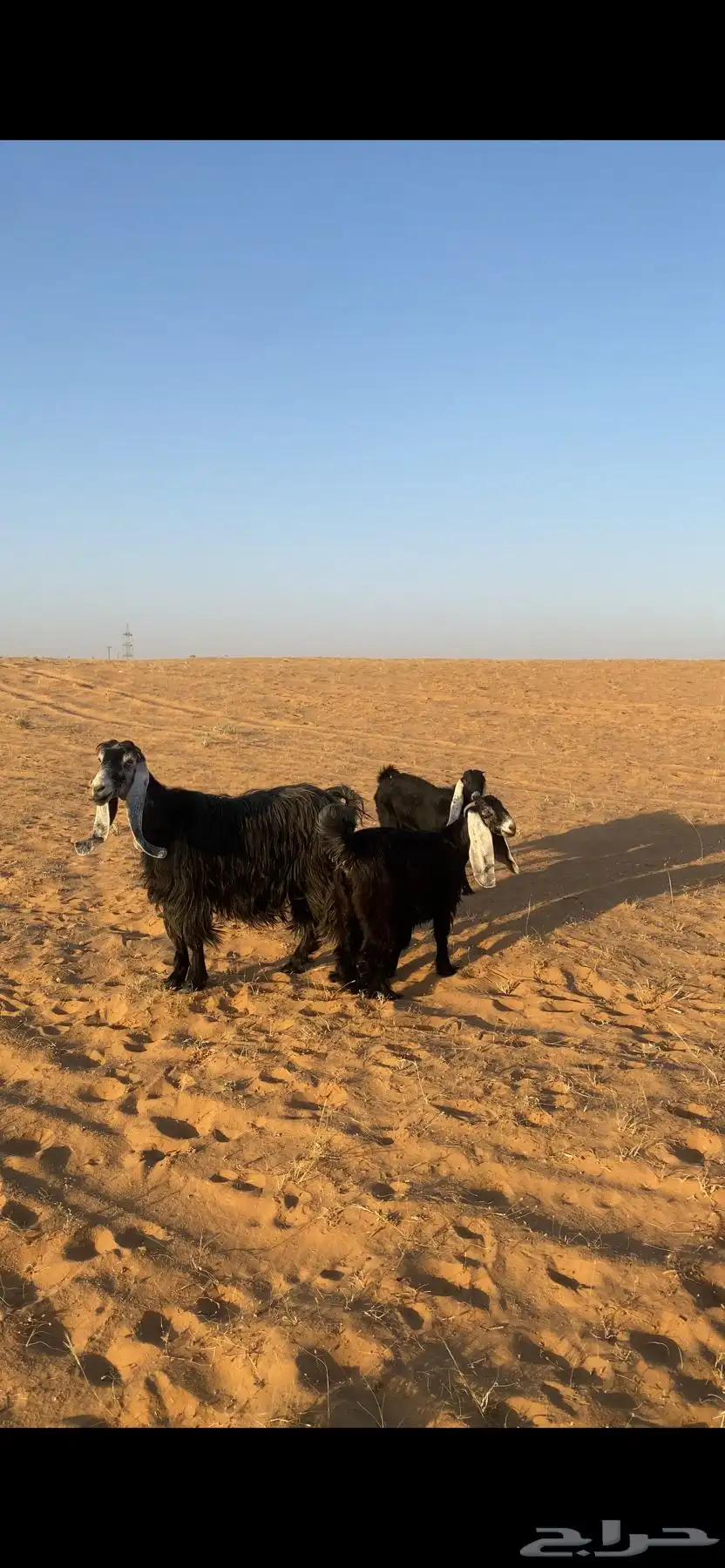 عارضه طيييبة تحتها جفرة 0