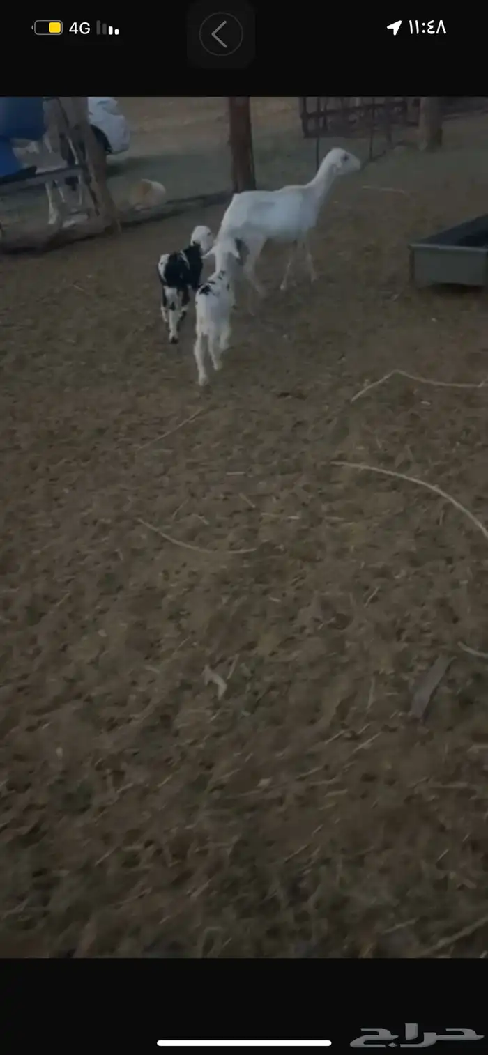 شاه معه خروف ورخل 2