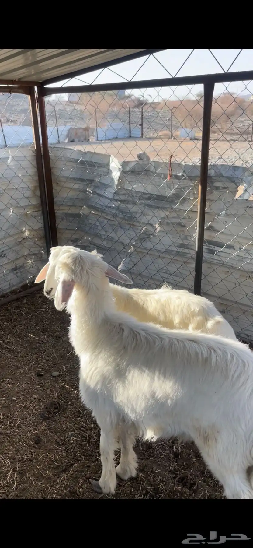 طليان  تثليث  جاش 2