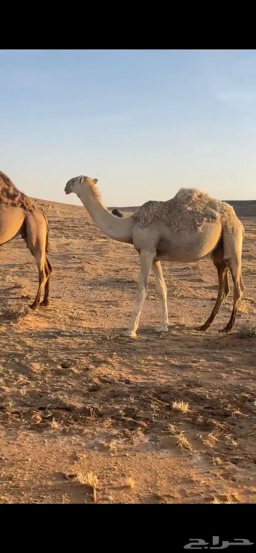 قعود وبكره للبيع 1