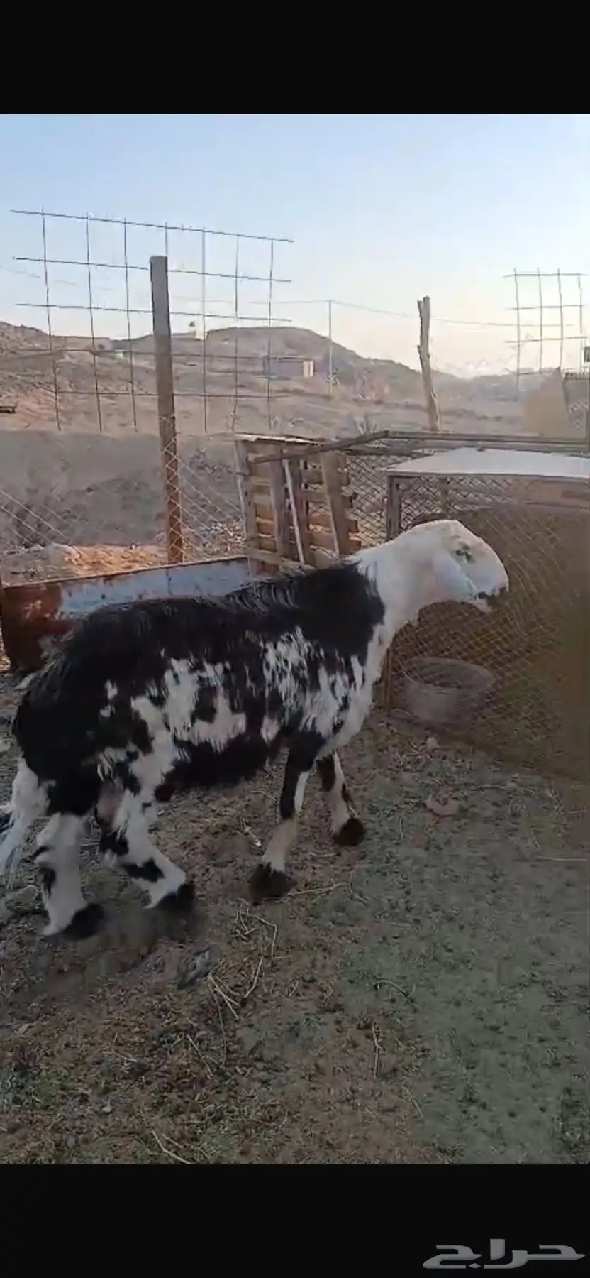 فحل نجدي 1