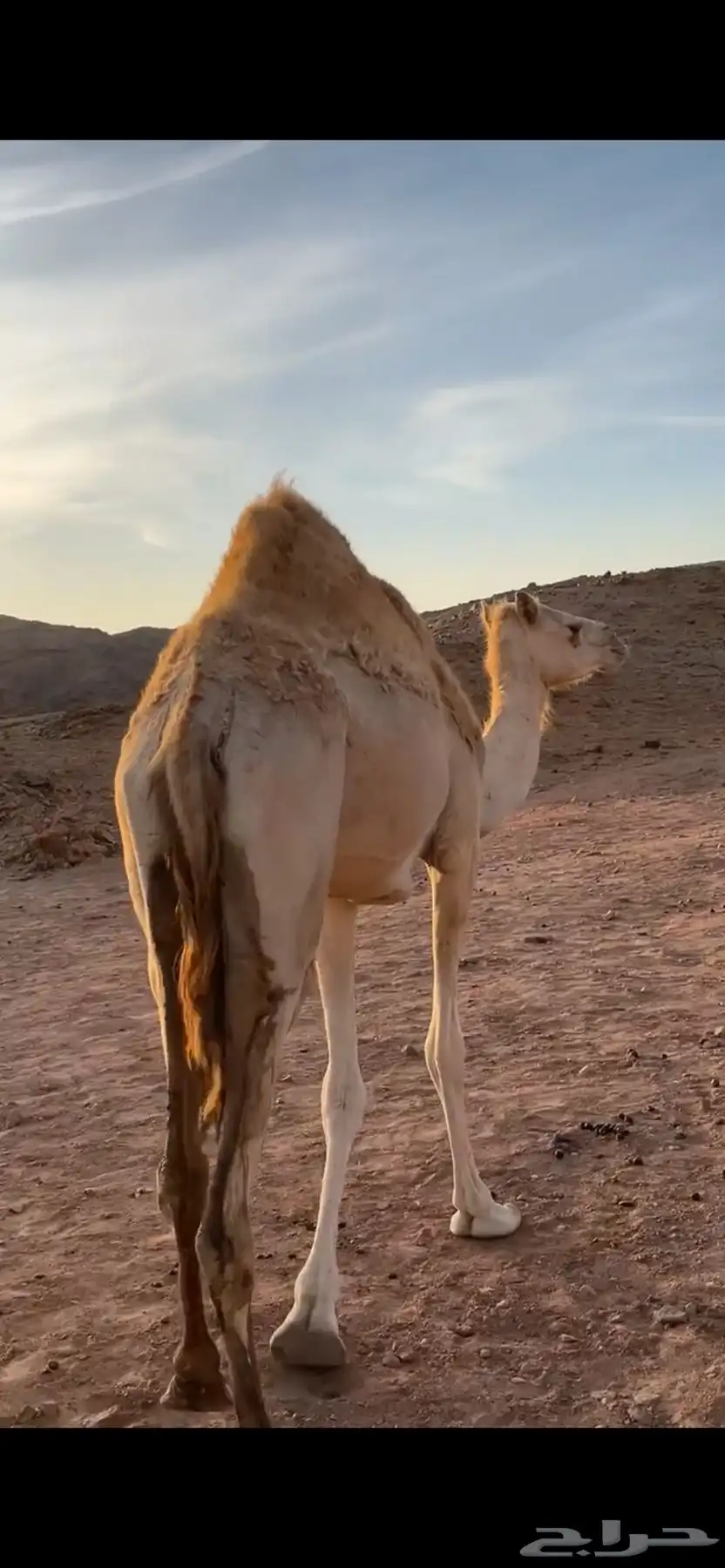 بكره حايل سنها ثنيه 0