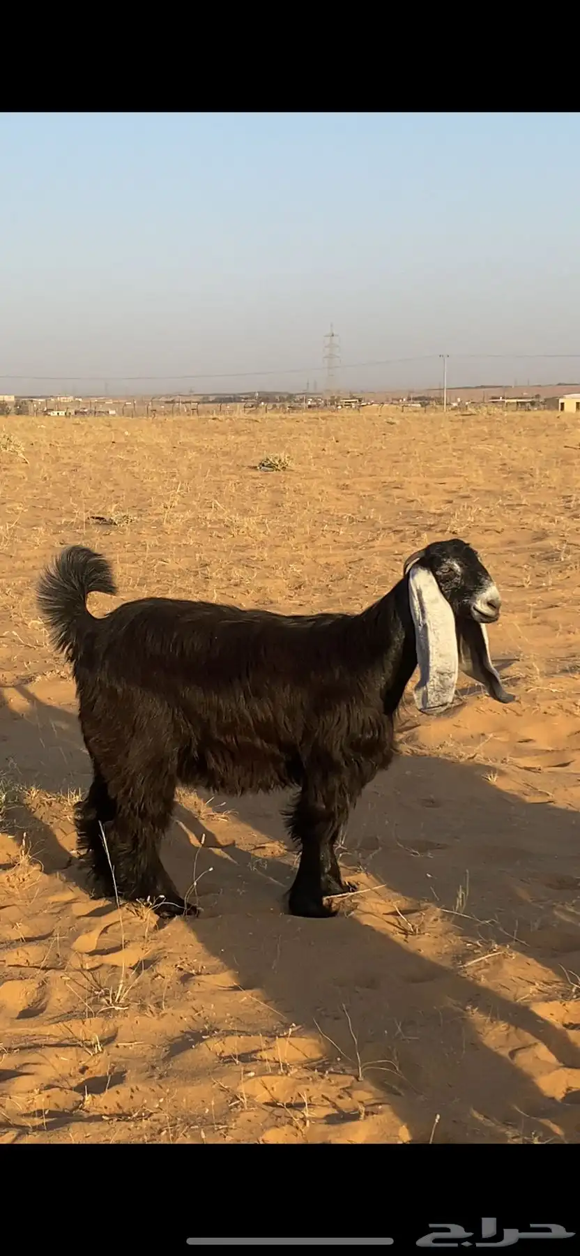 عارضه طيييبة تحتها جفرة 5