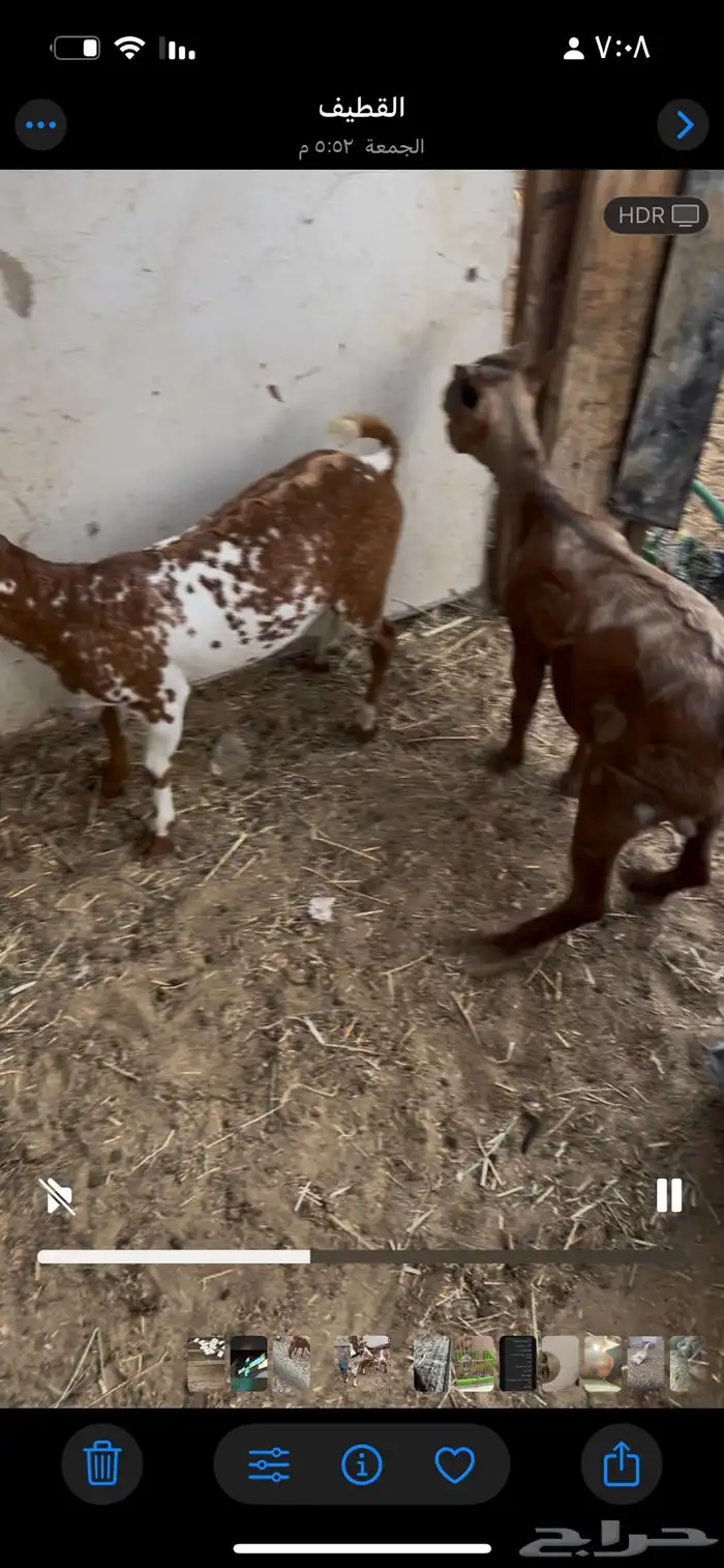 اعرض لكم 3 تيوس 3