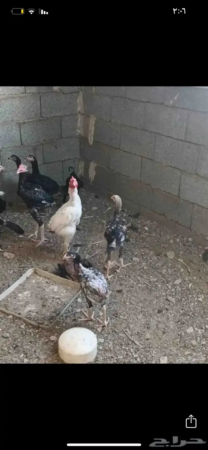 فروخ باكستاني للبيع 2