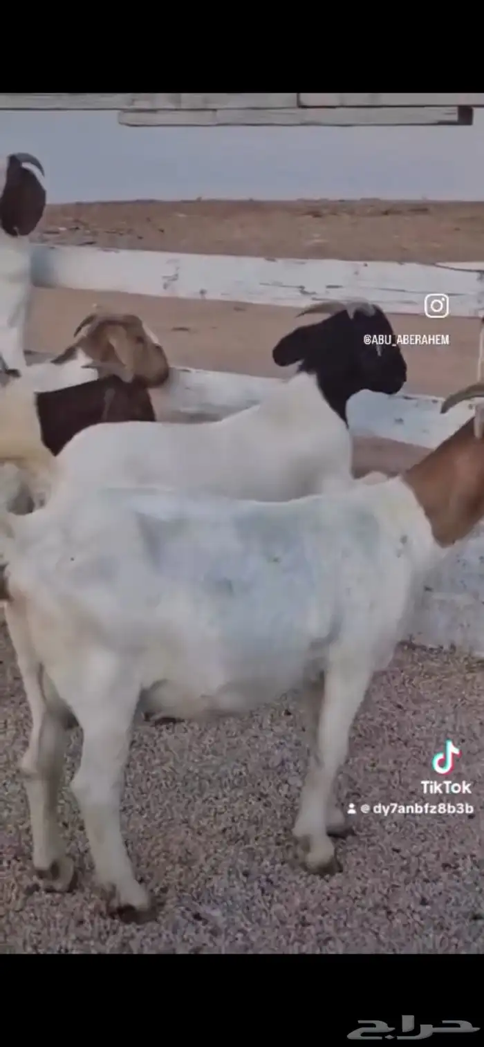 ماعزبورقت 1