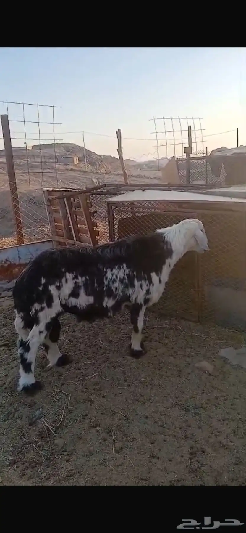 فحل نجدي 0