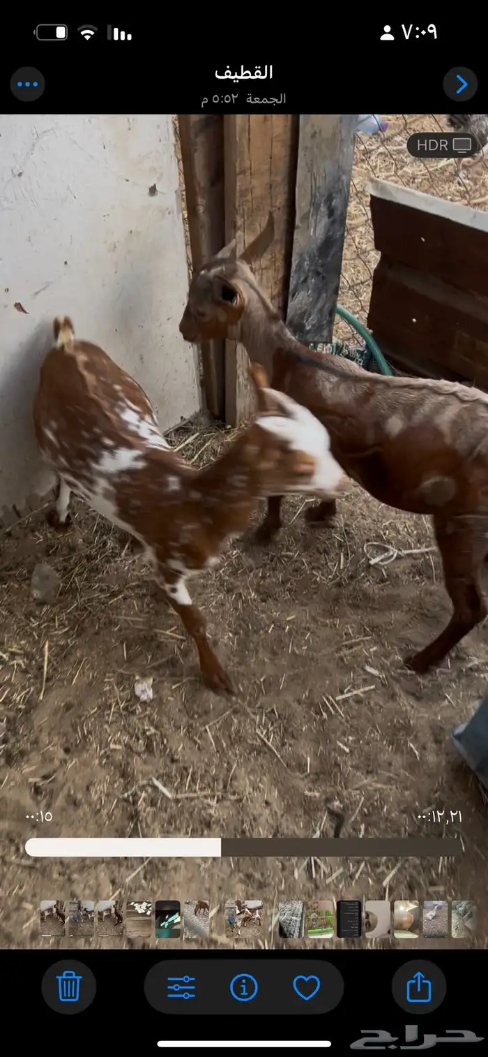 اعرض لكم 3 تيوس 2