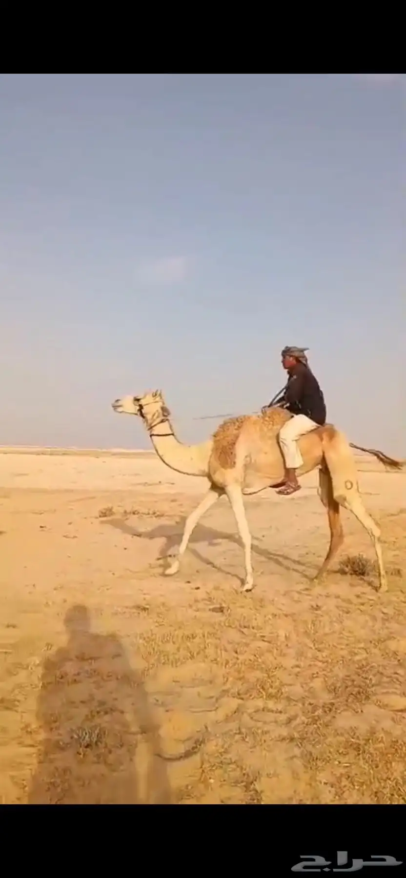 رحول عمانيه طيبه 0