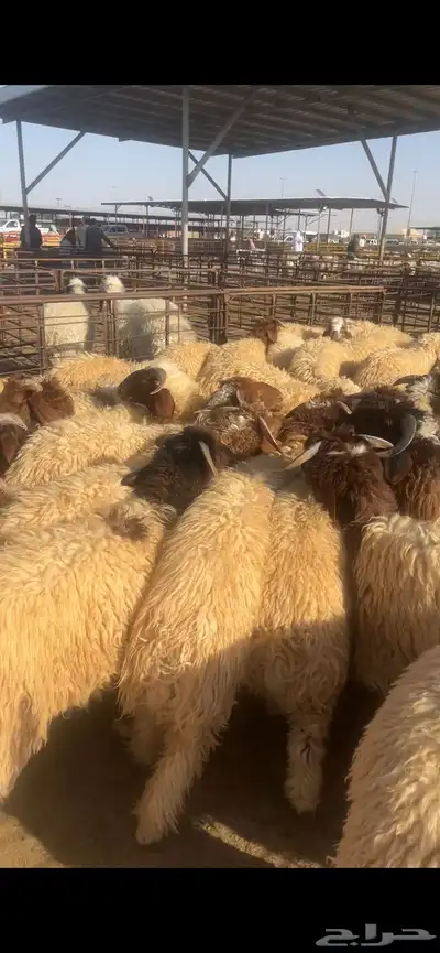 ذبايح 0