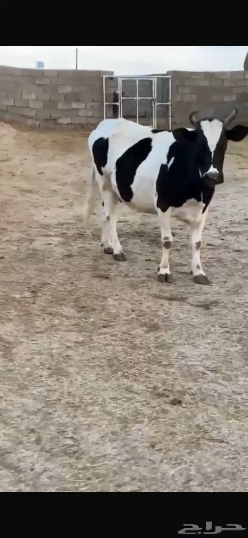 بقره حاليل فل شحم للبيع 1