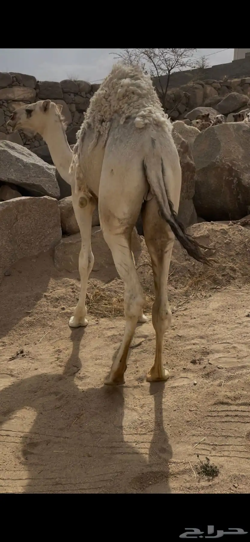 قعود للبيع 0