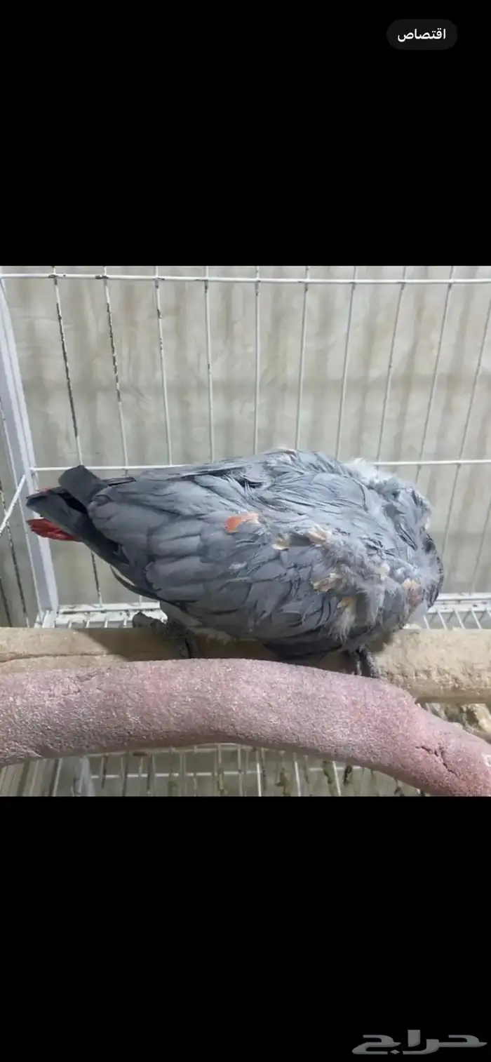 كاسكو ببغاء أليف 1