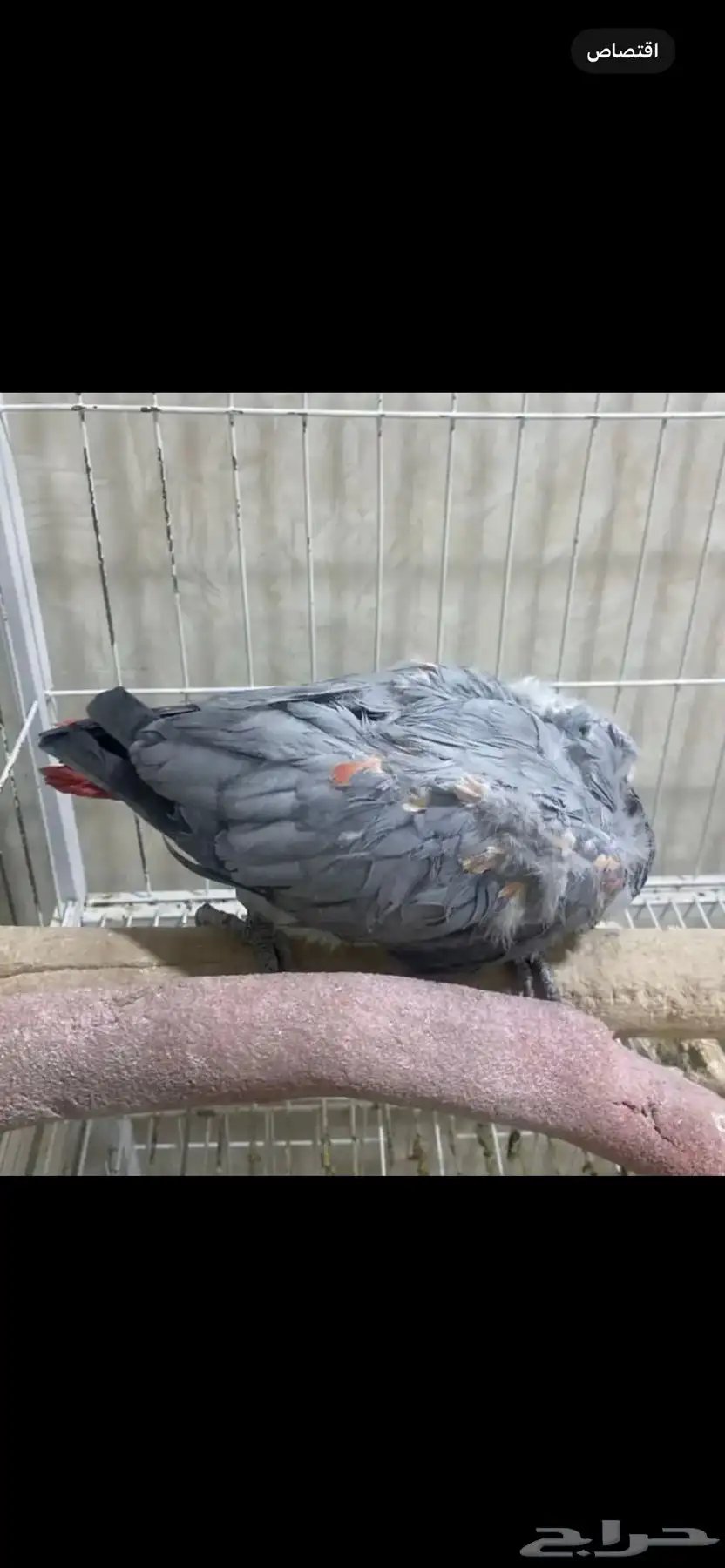 كاسكو ببغاء أليف 1