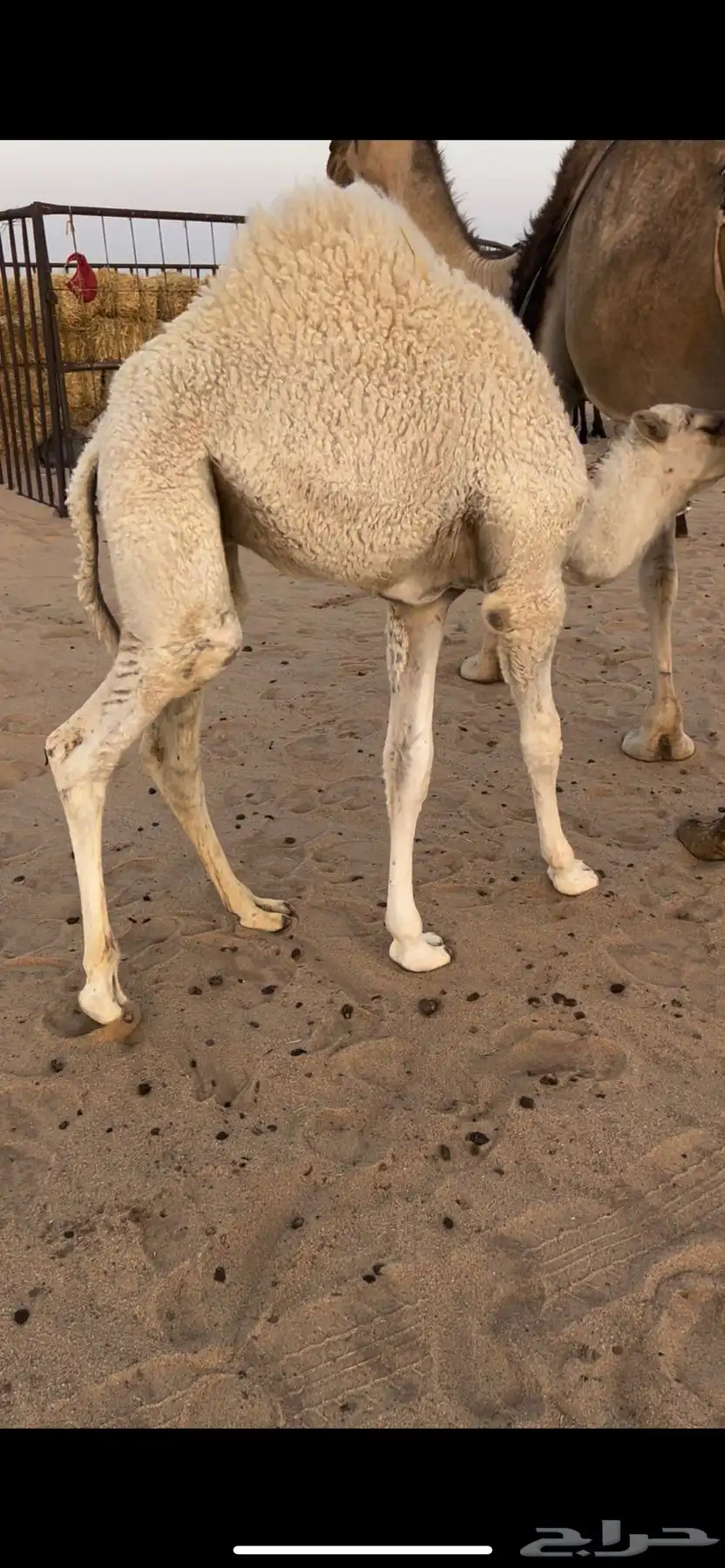 خلفه حمرا كفو 2