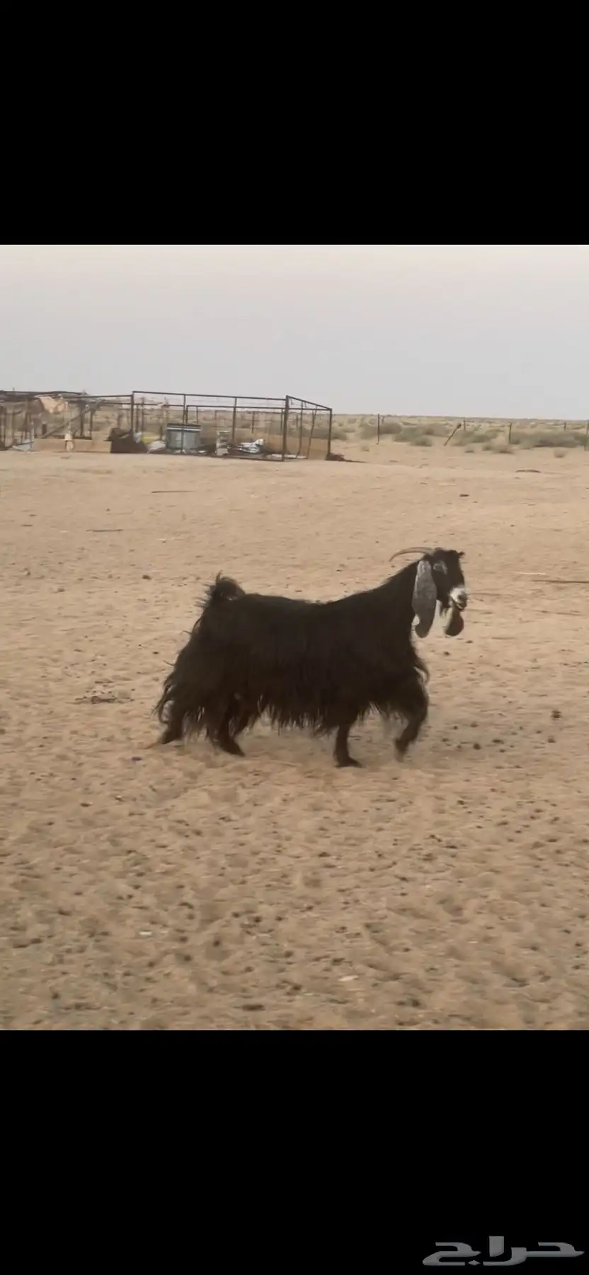 عنز عارضيه 1