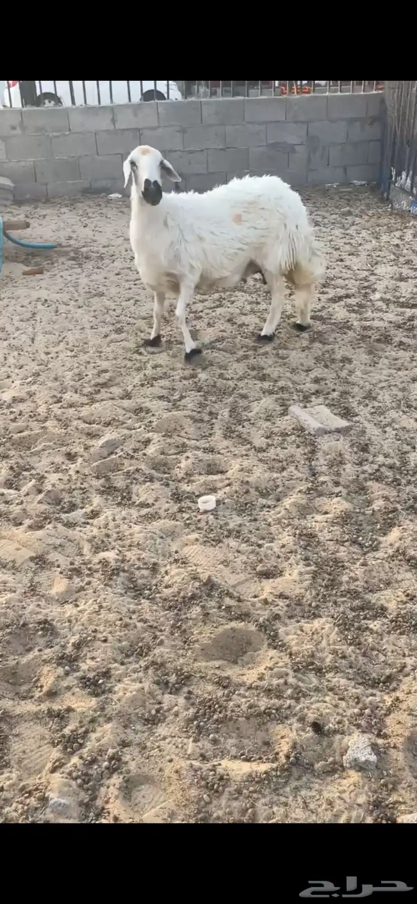نعجه حريه طيبه 0