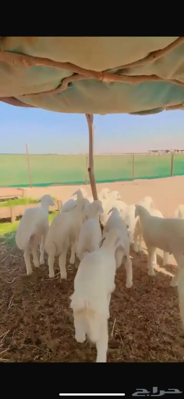 طليان تم البيع خارج الموقع 0
