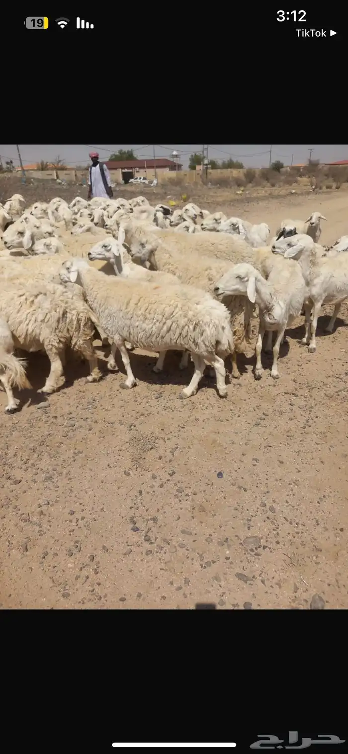 غنم 95راس حرش 2