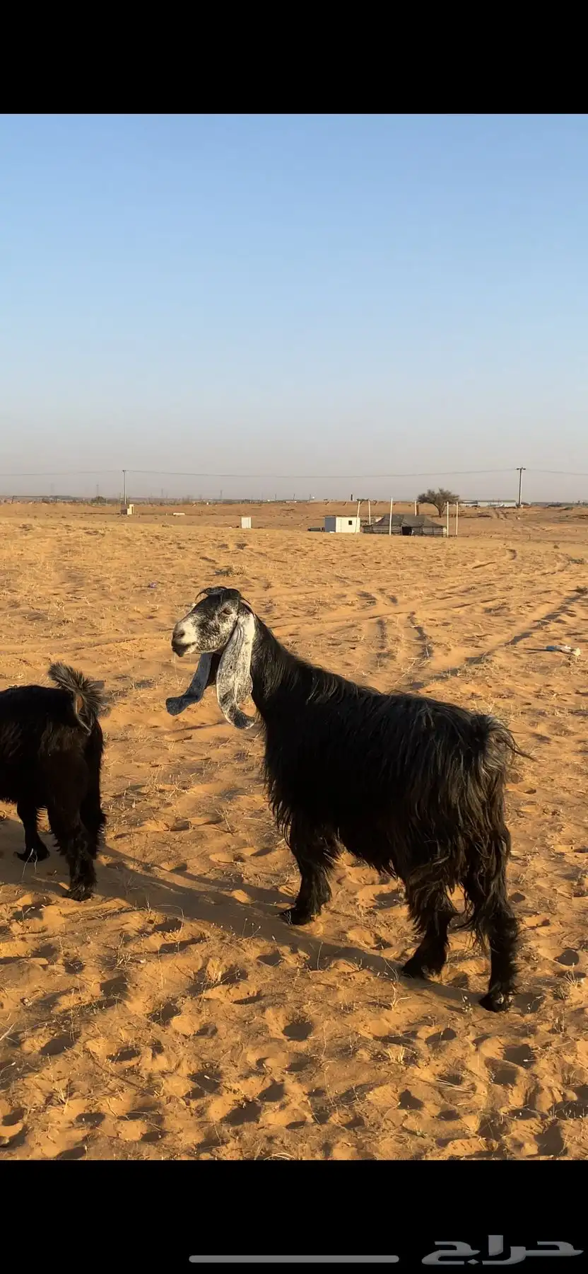عارضه طيييبة تحتها جفرة 4