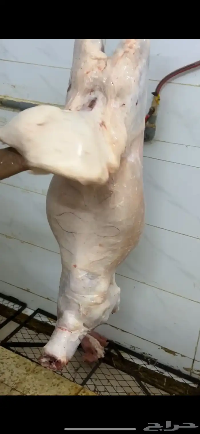 للبيع طليان نعيمي 2