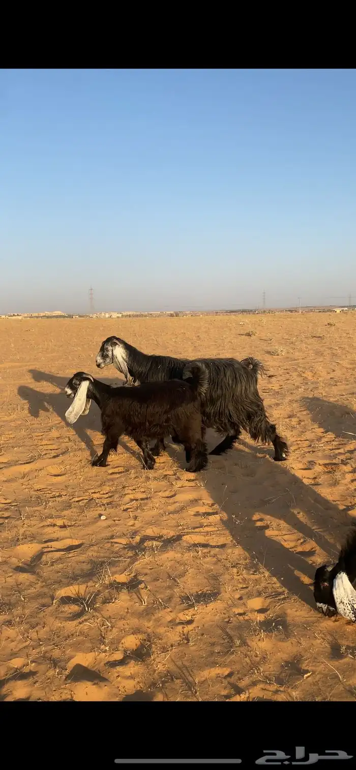 عارضه طيييبة تحتها جفرة 2